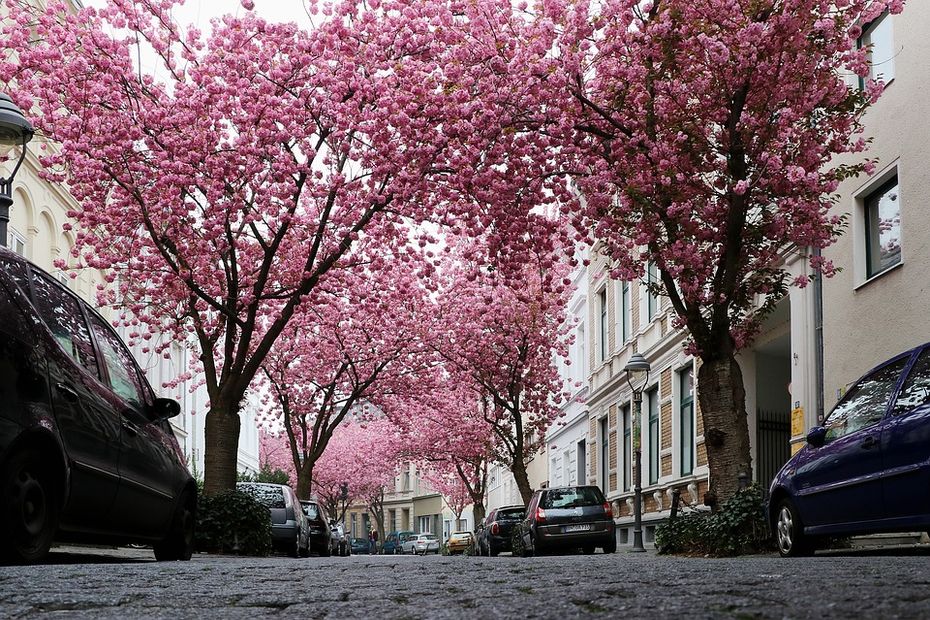 Kirschblüten auf Altstadtstraße in Bonn