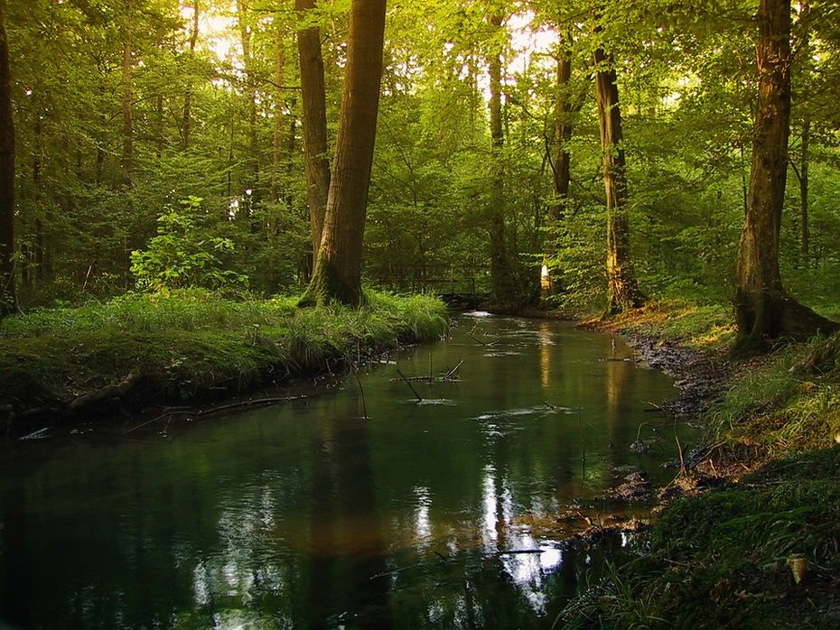 ein Bach in einem Wald bei Sonnenlicht